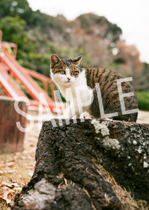 猫とビートルズ__255