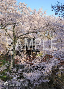 岡泰行__17_高遠城（長野県）