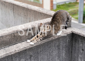 猫とビートルズ__802