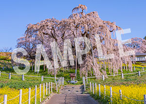 tsumizo__05三春滝桜（福島