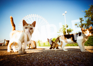 猫とビートルズ__05