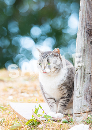 猫とビートルズ__401