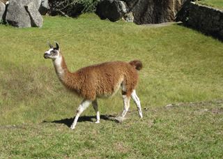 マチュピチュ【動物・リャマ】