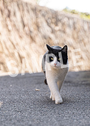 猫とビートルズ__745