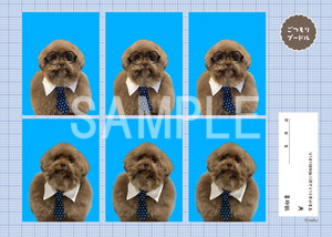 ごつもりプードル__証明写真風ステッカー05