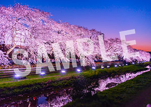 tsumizo__07野川夜桜（東京