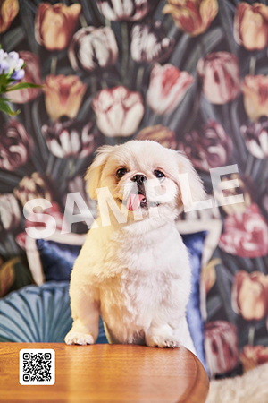 ムーチョ 犬