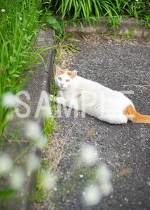 猫とビートルズ__804