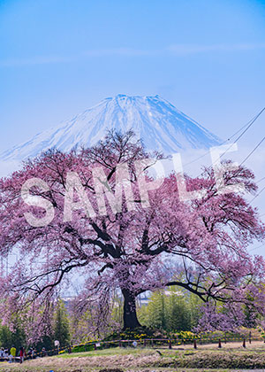 tsumizo__08わに塚の桜（山梨