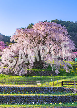 tsumizo__03又兵衛桜（奈良