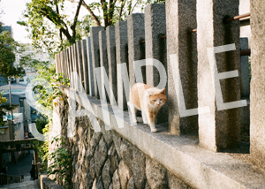 猫とビートルズ__252